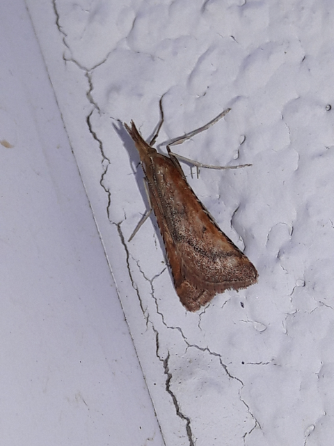 Synaphe punctalis - hosszúlábú fényilonca