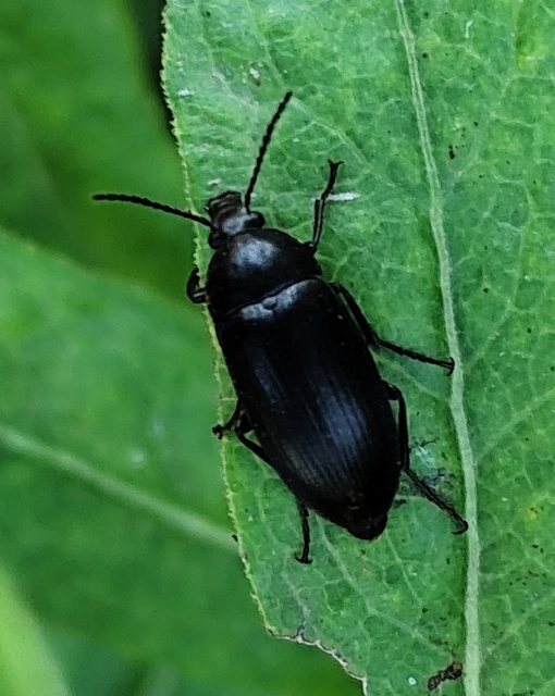 Podonta nigrita - szerecsenbogár