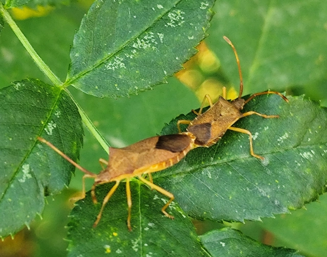 Gonocerus acuteangulatus - aranypetés karimáspoloska