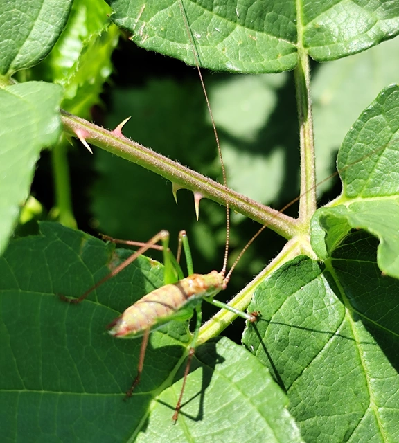 Leptophyes albovittata - közönséges virágszöcske