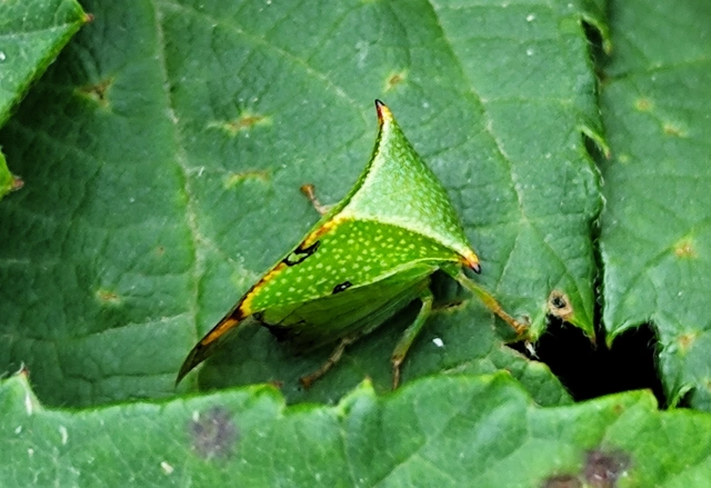 Stictocephala bisonia - bivalykabóca