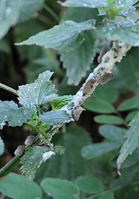 Metcalfa pruinosa - amerikai lepkekabóca