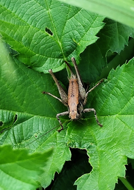 Pholidoptera griseoaptera - szürke avarszöcske