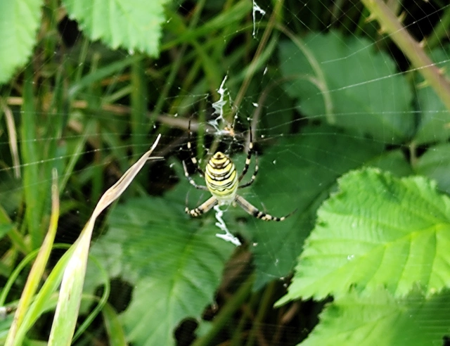Argiope bruennichi - darázspók