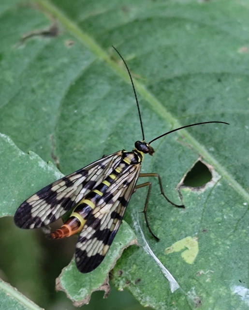 Panorpa vulgaris