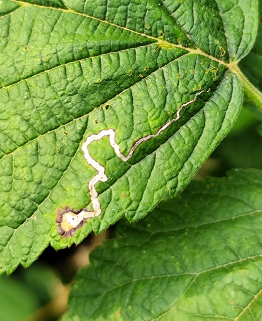 Stigmella aurella - aranyszárnyú törpemoly