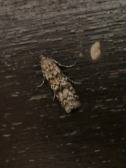 Dioryctria