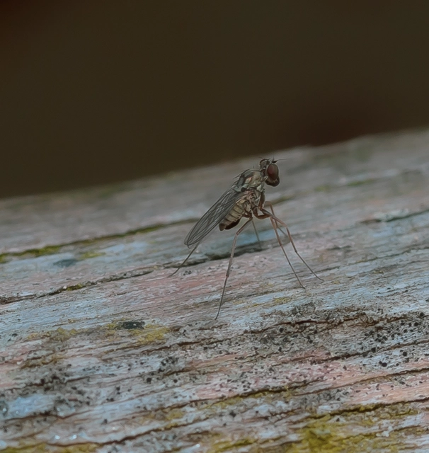 Dolichopodidae - szúnyoglábú legyek