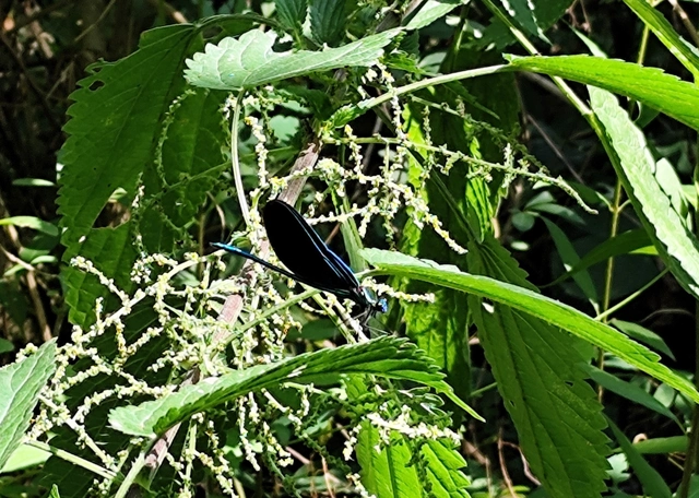 Calopteryx virgo - kisasszony-szitakötő