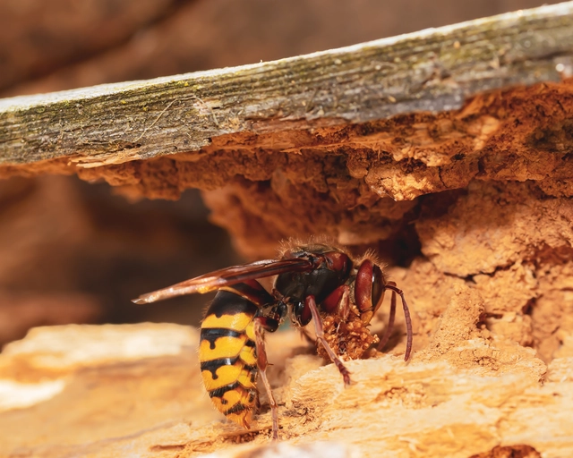 Vespa crabro - lódarázs