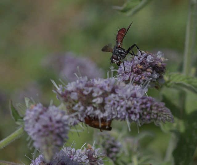 Cylindromyia bicolor