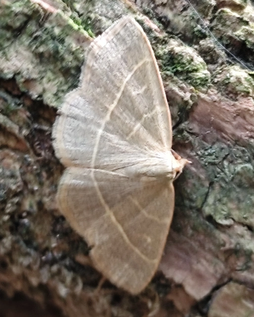 Trisateles emortualis - sárgacsíkos karcsúbagoly