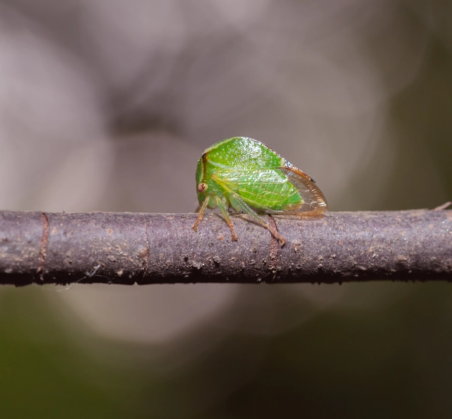 Stictocephala bisonia - bivalykabóca