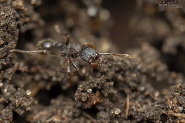 Tetramorium moravicum - morva gyepihangya