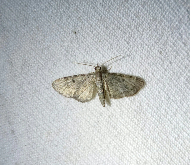 Eupithecia virgaureata - aranyvessző-törpearaszoló