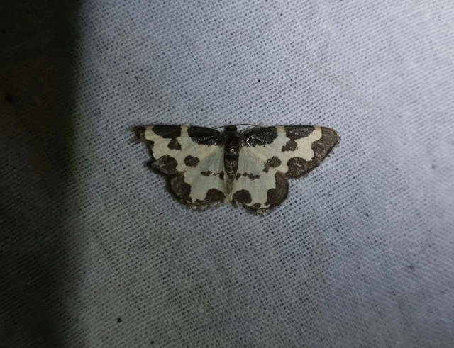 Lomaspilis marginata - szegélyes nyárfaaraszoló