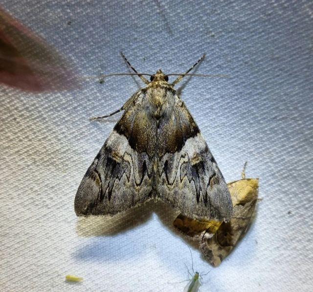 Catocala fulminea - galagonya-övesbagoly