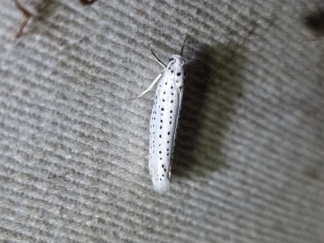 Yponomeuta evonymella - pókhálós májusfamoly