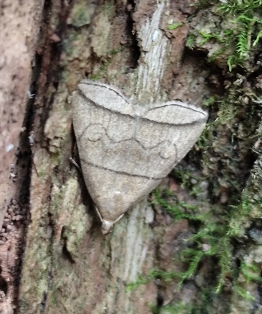 Herminia grisealis - ligeti karcsúbagoly