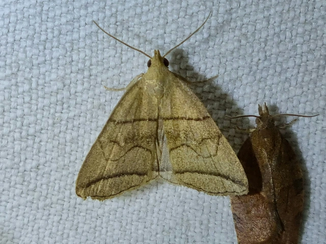 Herminia grisealis - ligeti karcsúbagoly