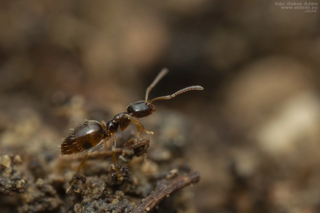 Plagiolepis pygmaea - lapos törpehangya