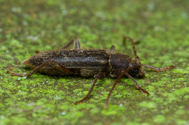 Trichoferus campestris - szállóvendég éjicincér
