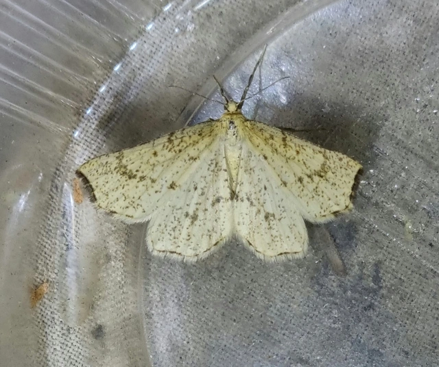 Hypoxystis pluviaria - hegyesszárnyú lápiaraszoló