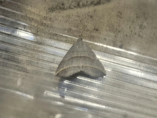 Colobochyla salicalis - háromsávos törpebagoly