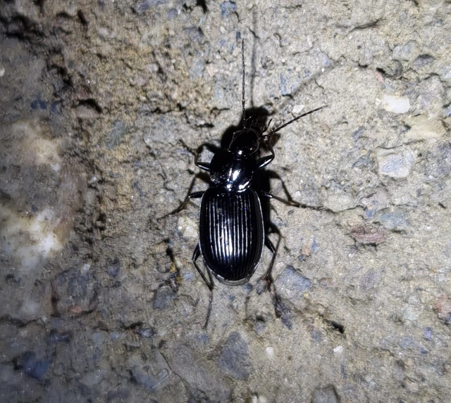 Agonum duftschmidi - széleshátú kisfutó Agonum duftschmidi - széleshátú kisfutó