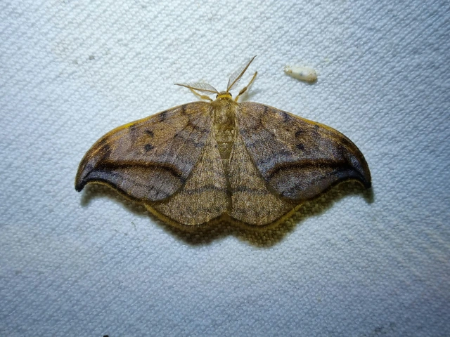 Drepana curvatula - égerfa-sarlósszövő