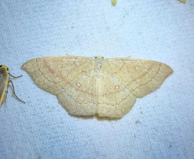 Cyclophora linearia - vonalas pettyesaraszoló