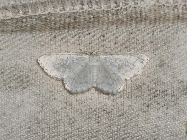 Asthena albulata - gyertyán-fehéraraszoló