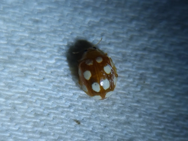 Vibidia duodecimguttata - tizenkétcseppes füsskata