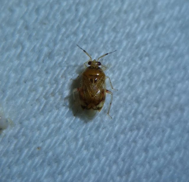 Deraeocoris lutescens - sárgás mezeipoloska
