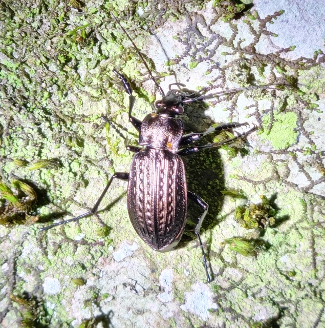 Carabus granulatus - mezei futrinka