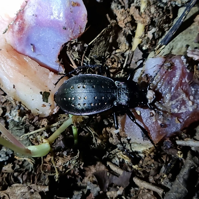 Carabus hortensis - aranypettyes futrinka