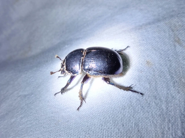 Anoplotrupes stercorosus - erdei álganéjtúró