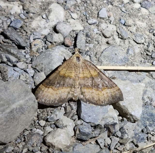 Scotopteryx chenopodiata - libatop-araszoló