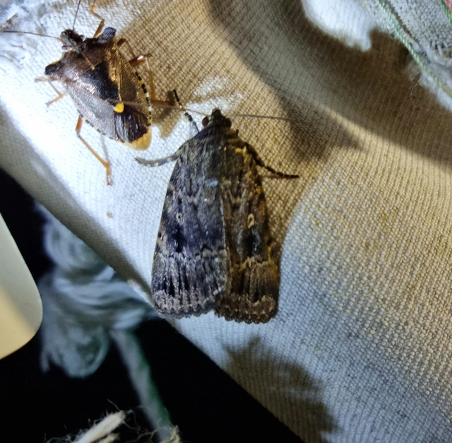 Amphipyra berbera/pyramidea