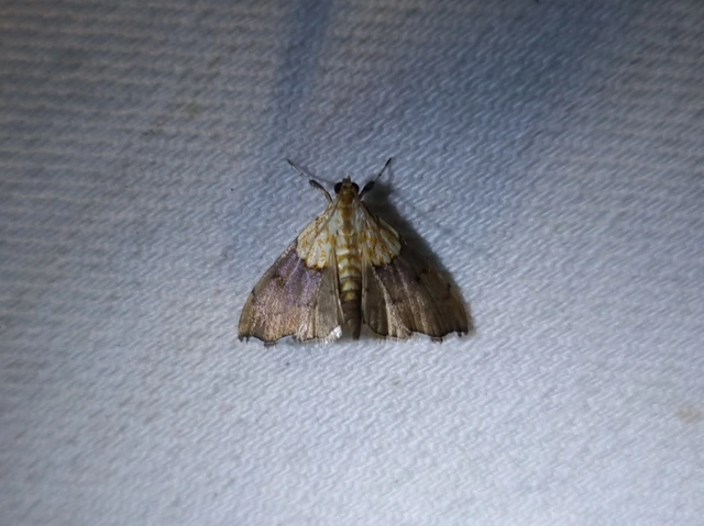 Agrotera nemoralis - ligeti tűzmoly