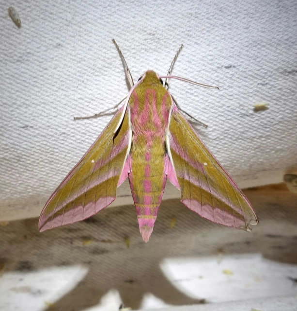 Deilephila elpenor - szőlőszender