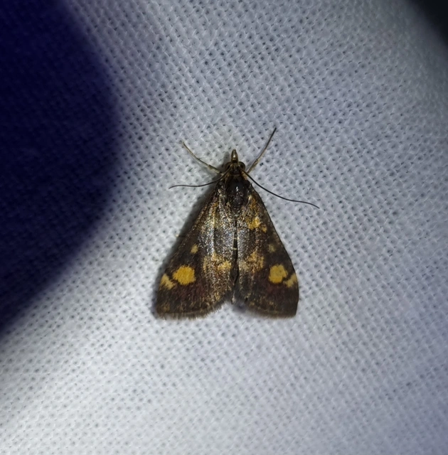 Pyrausta aurata - aranyló bíbormoly