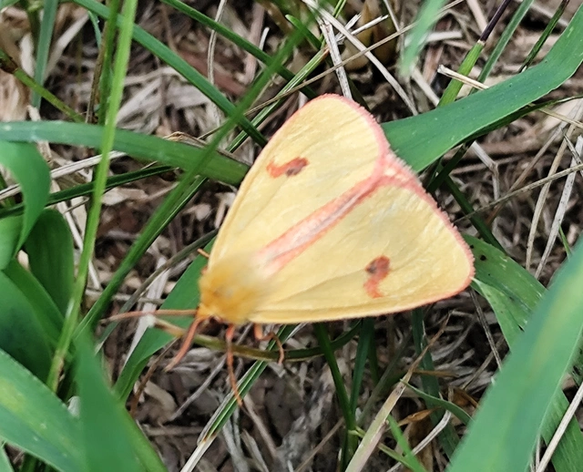 Diacrisia sannio - vörösszélű medvelepke