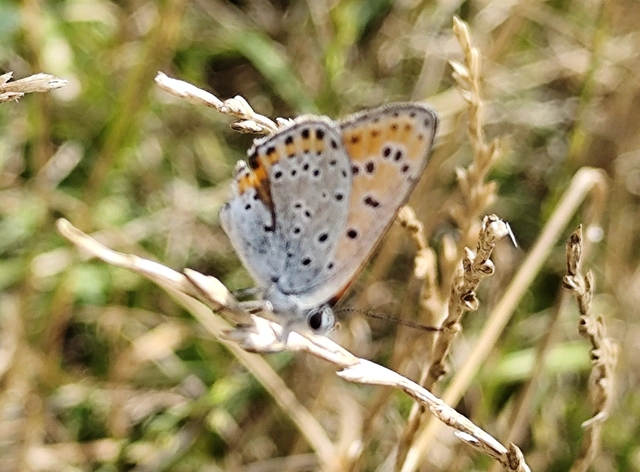 Lycaena thersamon - kis tűzlepke