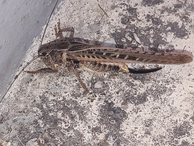 Platycleis