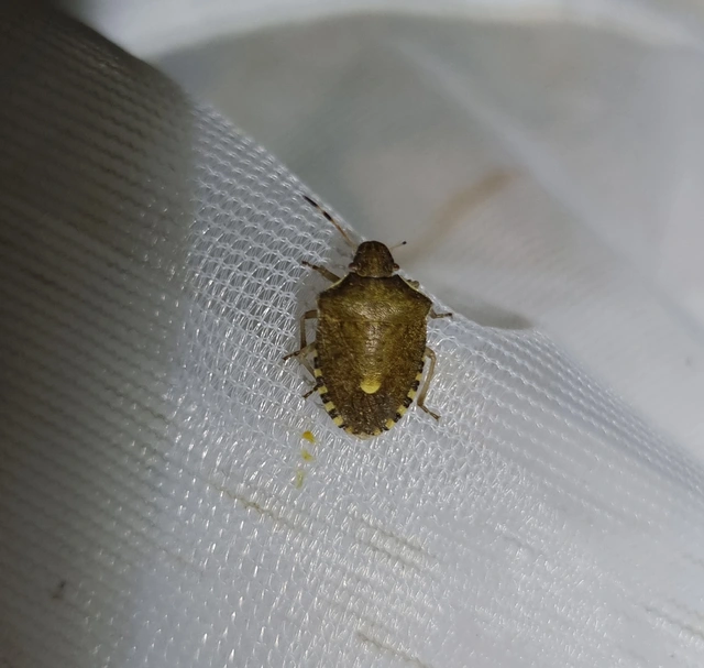 Peribalus strictus - tavaszi címerespoloska Peribalus strictus - tavaszi címerespoloska