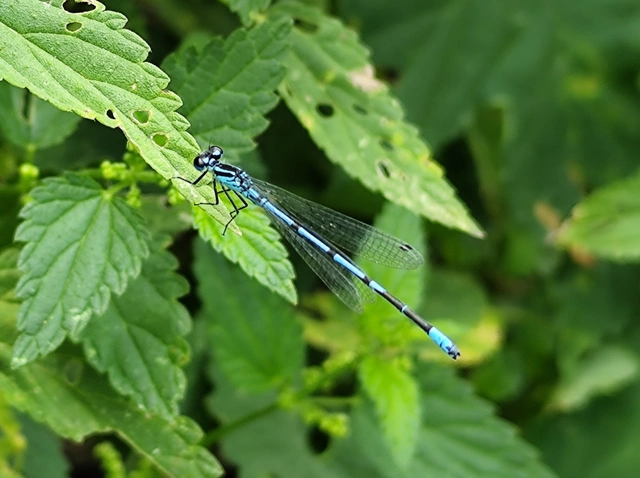 Coenagrion puella - azúrkék légivadász