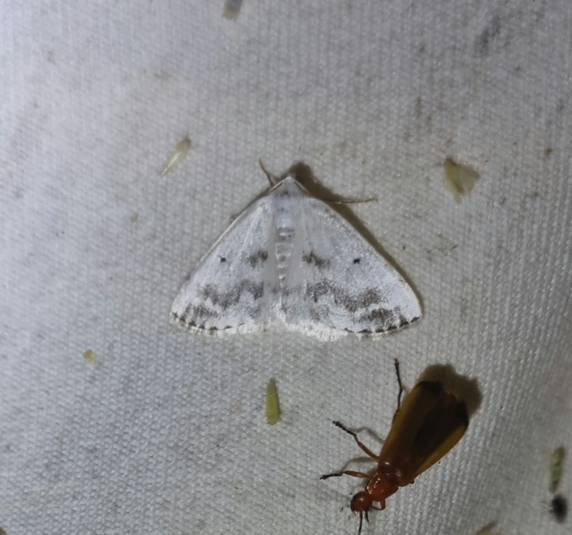Lomographa temerata - foltos fehéraraszoló