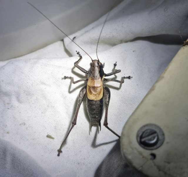 Pholidoptera aptera - nagy avarszöcske