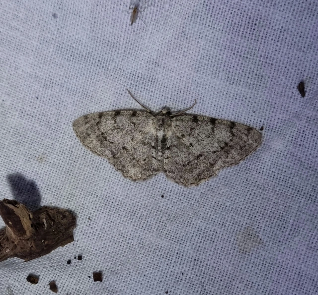 Aethalura punctulata - szürke égeraraszoló